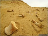 Angola: Final frontier for fossils 
