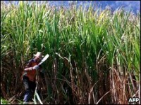 Brazil eyes Amazon sugar cane ban