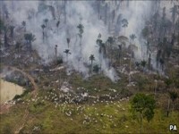 Brazil Amazon rainforest deforestation rises sharply